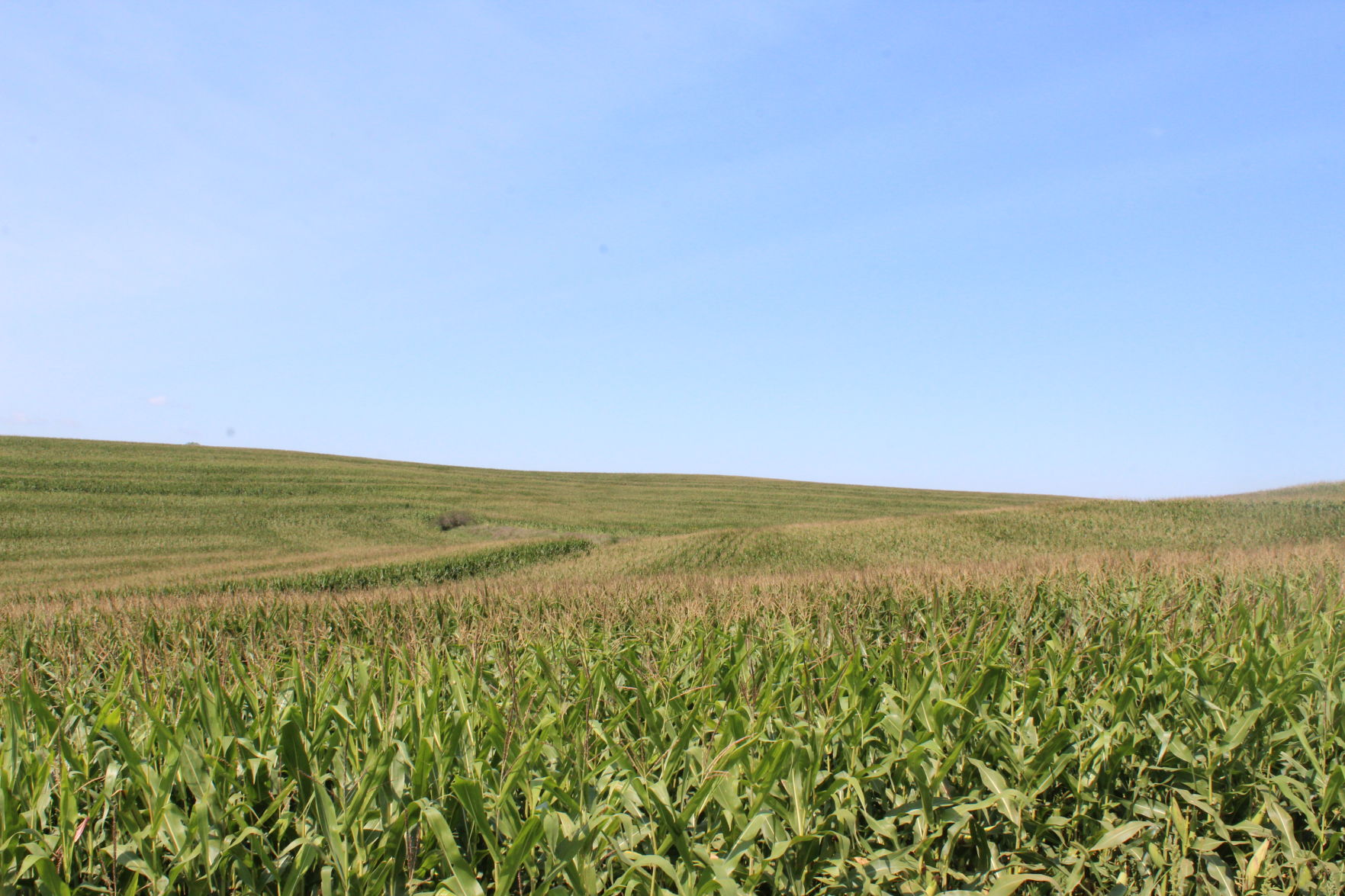 Corn field